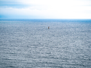 Obraz premium paisaje del mar y de lejos un pájaro volando