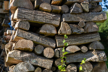 A pile of wood logs with a vine growing out of it