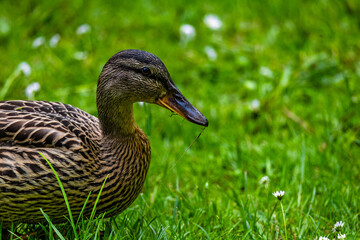 A duck is eating grass in a field