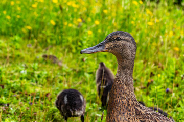 A duck is standing in a field of grass with two other ducks nearby