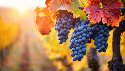 Autumn vineyard, ripe grapes hang among vibrant foliage, warm sun. Autumnal fruits harvest close up