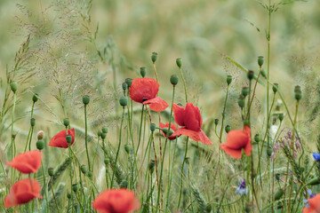 Vibrant red poppies in a lush field on a sunny day, creating a picturesque scene of natures beauty