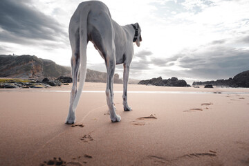 dog walks on the beach