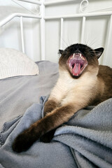 Cat yawning with wide open mouth. Kitty screaming aloud