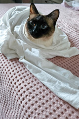 Dressed up cat. Cat wrapped in human clothes sitting on the bed