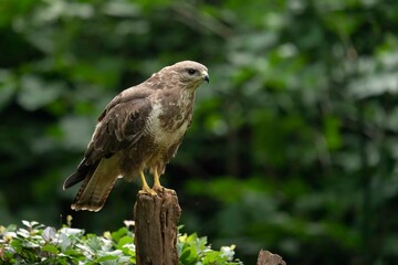 Butteo Buzzard Buizerd