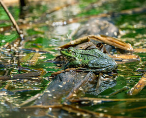 Green frog in pond full of algae