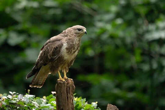 Butteo Buzzard Buizerd