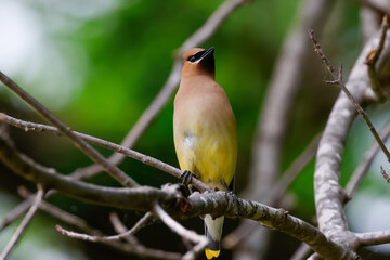 Cedar Waxwing 
