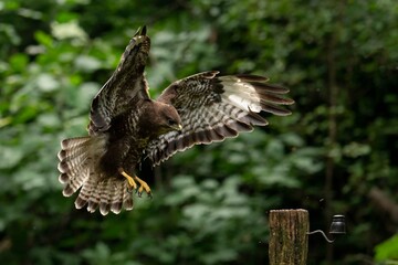 Butteo Buzzard in Flight