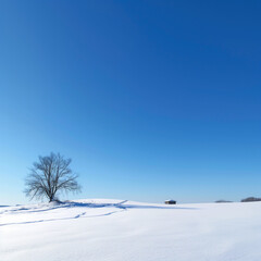 A solitary tree standing in a field blanketed with snow.