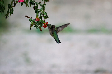 hummingbird feeding on a flower