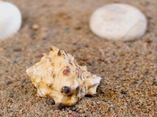seashell on the beach