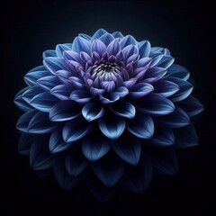 blue dahlia flower
