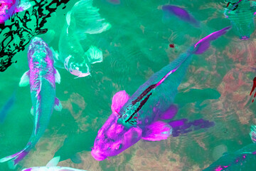 Fototapeta premium Colorful koi fish swimming on the surface of the water.