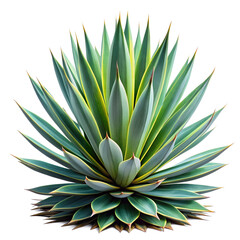 Fototapeta premium agave americana isolated