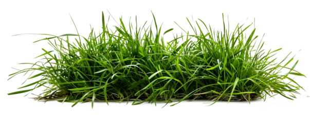 transparent fresh spring green grass