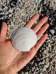 holding a seashell in his hand with a view of the sea and the beach