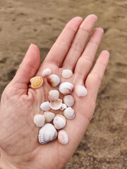 holding many different white small sea shells in the palms
