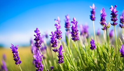 Naklejka premium Blooming Lavender Field with a Blue Sky