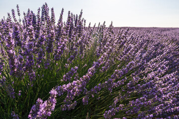 Obraz premium Lavender field in blossom. Lavender bush closeup. Brihuega, Spain.