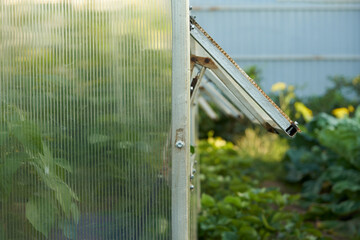 A fragment of a greenhouse with peppers with automatic opening of the shutters to provide natural...