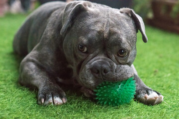 Gerona, Spain:07.21.2024; Blue bully game with small ball
