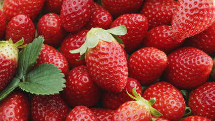 Top view on plenty of ripe strawberries closeup. Strawberry food background.
