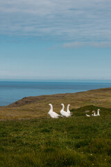 Gooses in the Faroe Islands