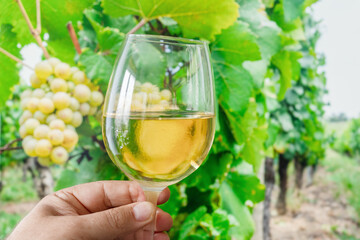 Glass of white wine in man hand and cluster of grapes on vine at the background.