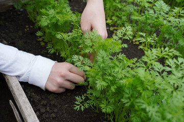 Girl, a young gardener, a worker thins carrots in a greenhouse, in a garden or in his dacha.weeding carrots on a bed in a greenhouse .