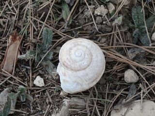 Macro de una caracola blanca en el suelo