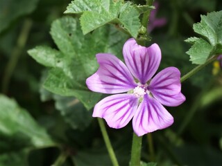 Macro de una flor morada de grandes hojas verdes