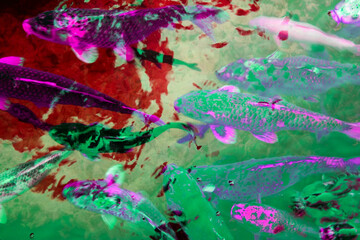 Colorful fishes swimming in the pond. Abstract background. Top view.