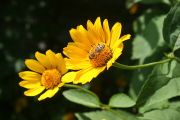 Bee on the flower. Pszczoła na kwiatku