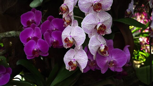 Purple And White Orchid Blooms Close Up In A Tropical Garden