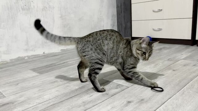 Joyful striped grey cat playing in modern grey interior