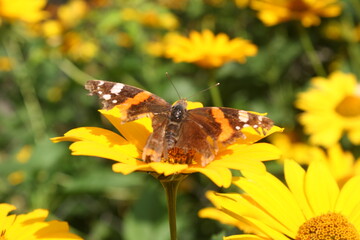 Motyl, Butterfly © ukasz