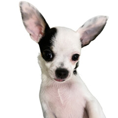 Chihuahua mini on a white background, isolated, portrait