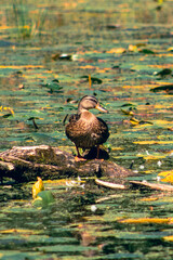 Duck in the water