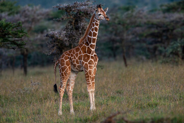 giraffe in the savannah