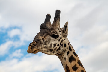 Kenyan Giraffes Maasai Mara Kenya East Africa