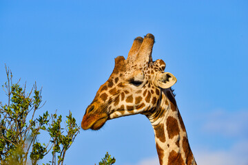 Kenyan Giraffes Maasai Mara Kenya East Africa
