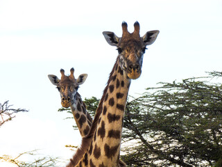 Kenyan Giraffes Maasai Mara Kenya East Africa