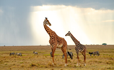 Kenyan Giraffes Maasai Mara Kenya East Africa