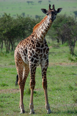 Kenyan Giraffes Maasai Mara Kenya East Africa