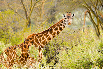 Kenyan Giraffes Maasai Mara Kenya East Africa
