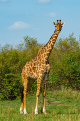 Kenyan Giraffes Maasai Mara Kenya East Africa
