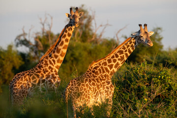 Kenyan Giraffes Maasai Mara Kenya East Africa