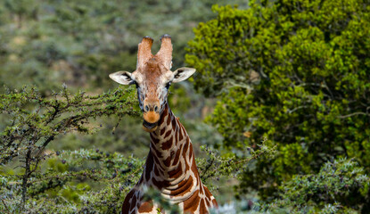 Obraz premium Kenyan Giraffes Maasai Mara Kenya East Africa